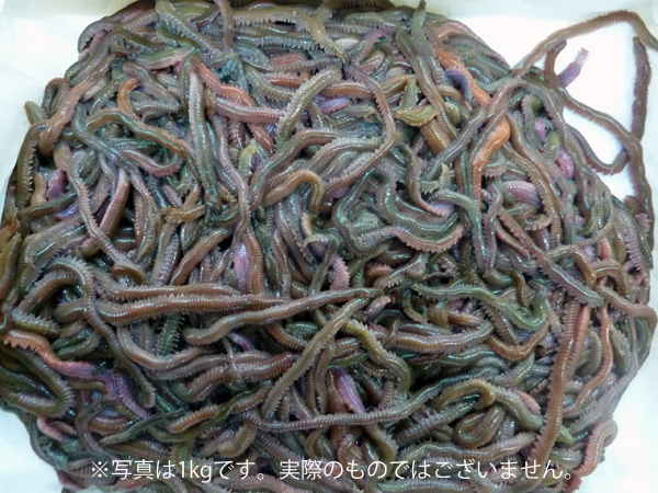 SUPER青イソメ500g