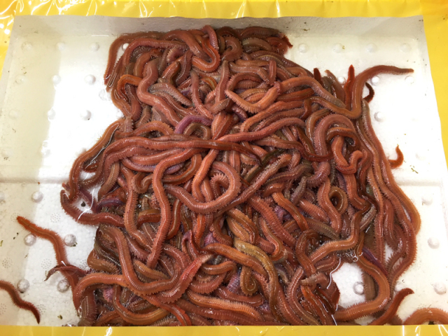 スーパー赤イソメ500g