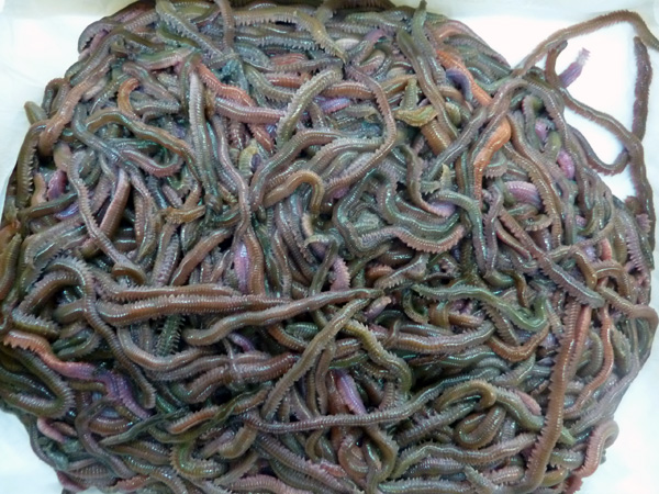 超お得！ <完全養殖> スーパー青虫（青イソメ）　1ｋｇ